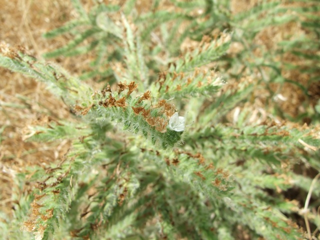 Echium italicum